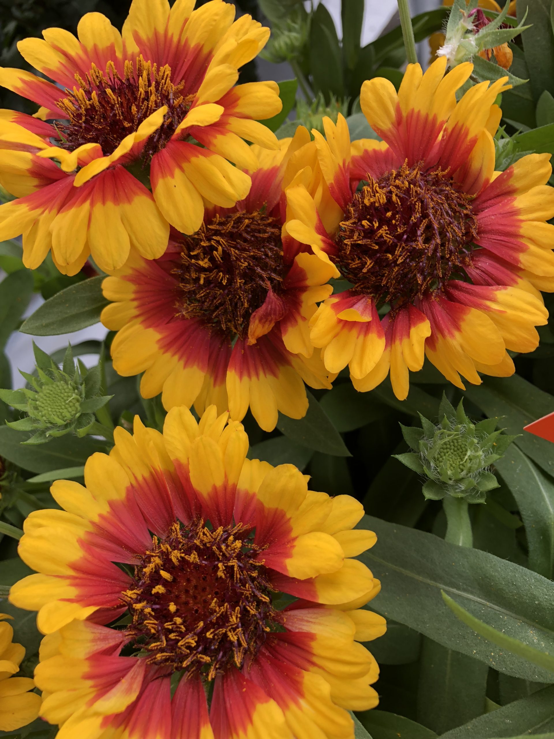 Gaillardia SpinTop™ Red Starburst