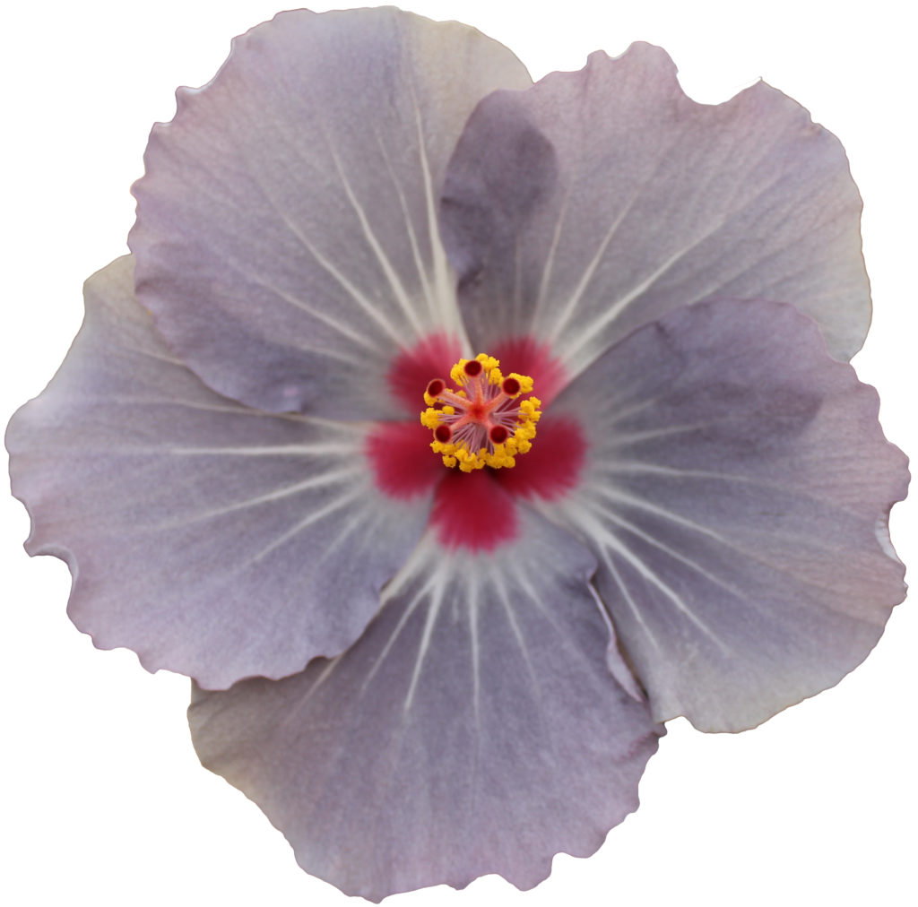 Hibiscus Hibisqs® Cato