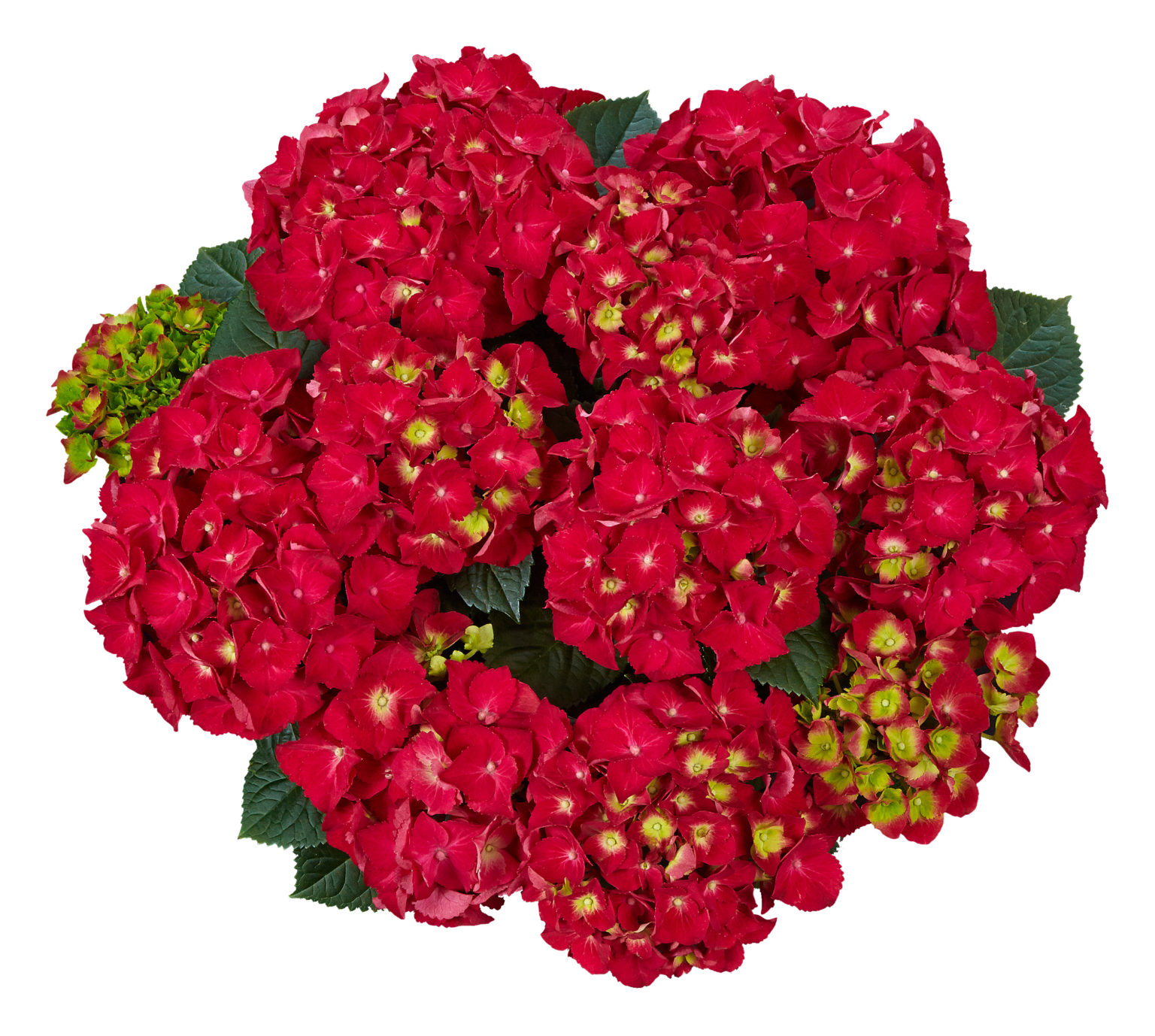 Hydrangea Tea Time™ HY25 Speedy Red Improved